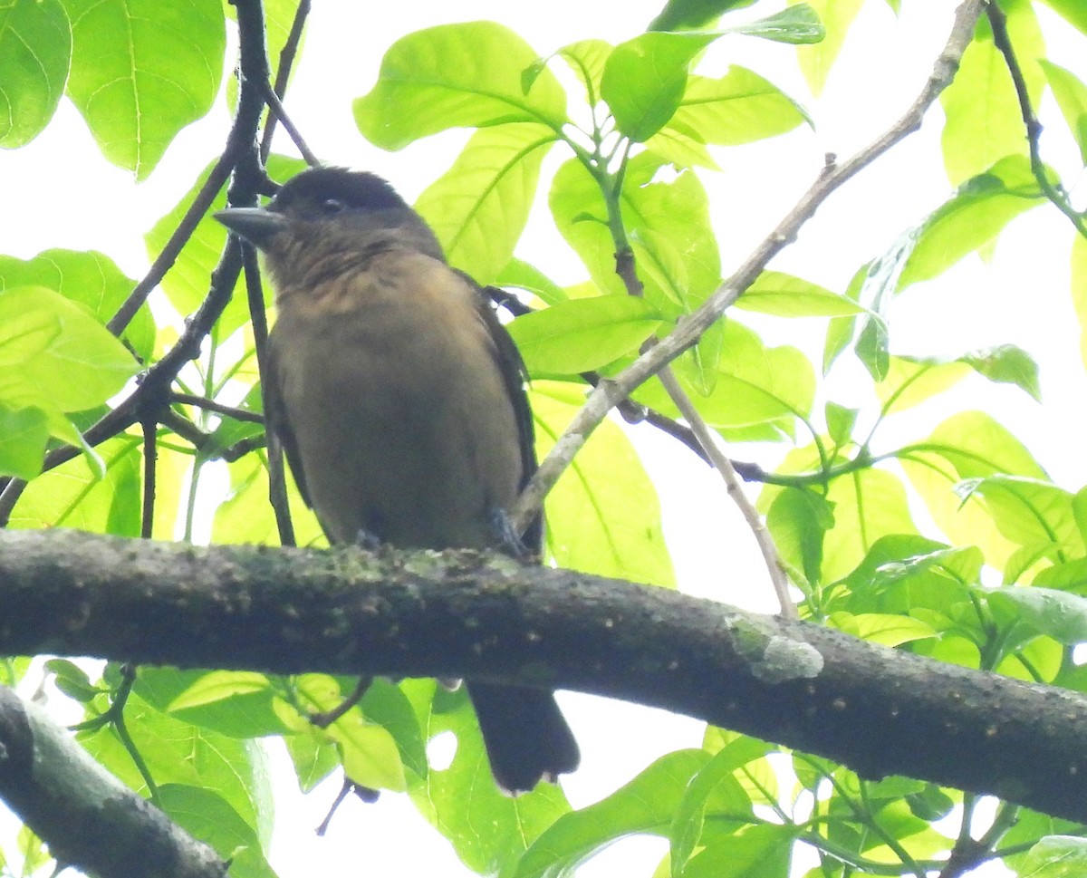 Crested Becard - ML644153926