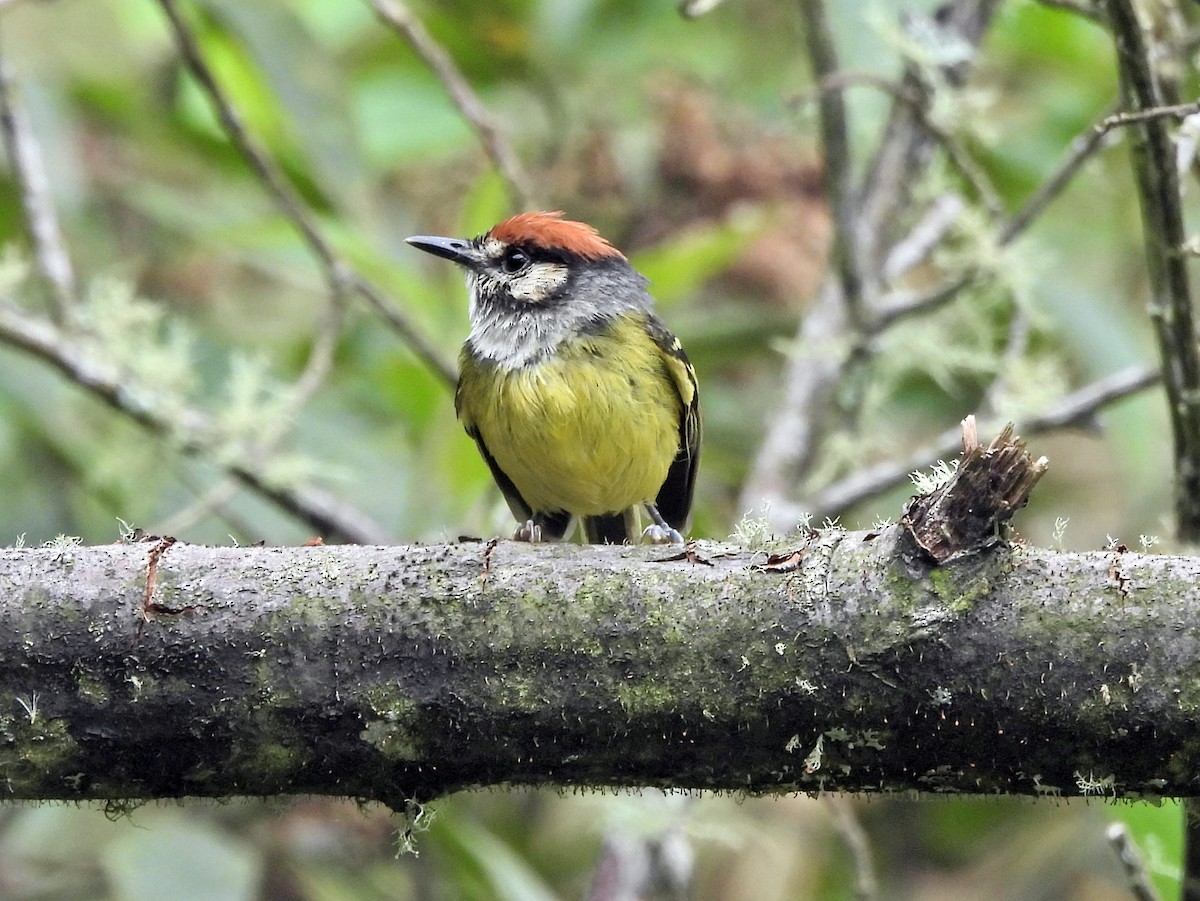 ズアカハシナガハエトリ - ML644153935