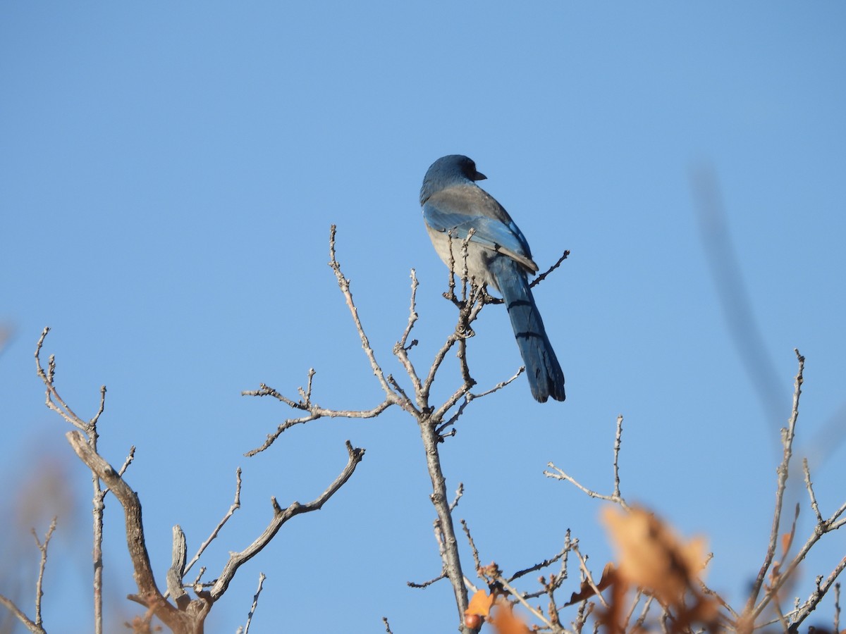 Woodhouse's Scrub-Jay - ML644153936