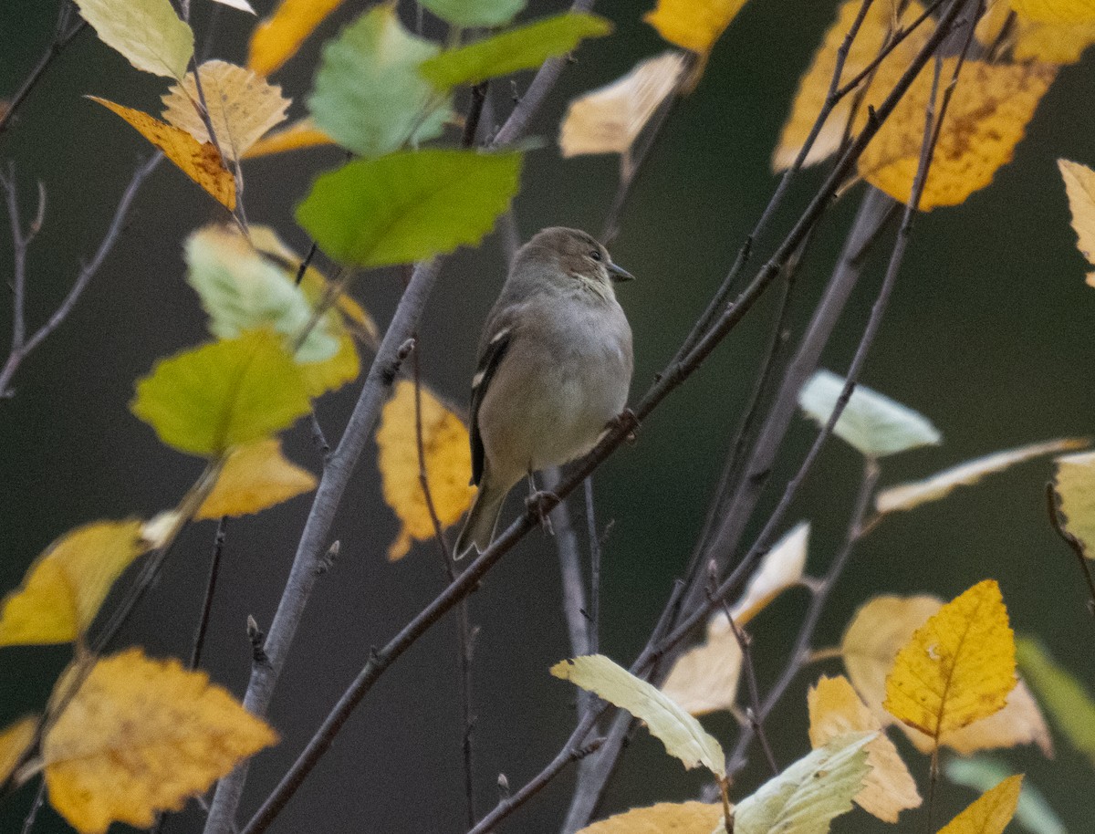 American Goldfinch - ML644153937