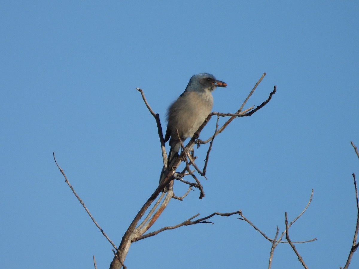 Woodhouse's Scrub-Jay - ML644153942