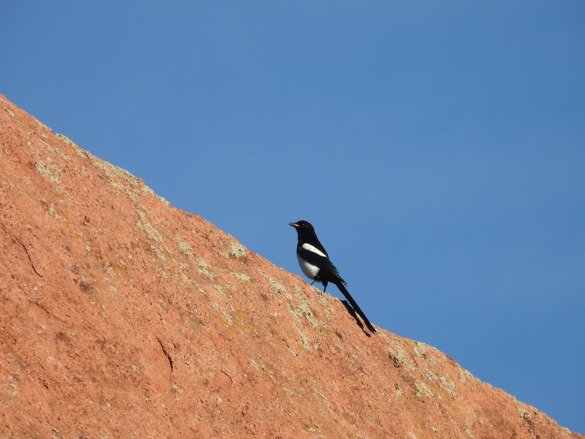 Black-billed Magpie - ML644153944