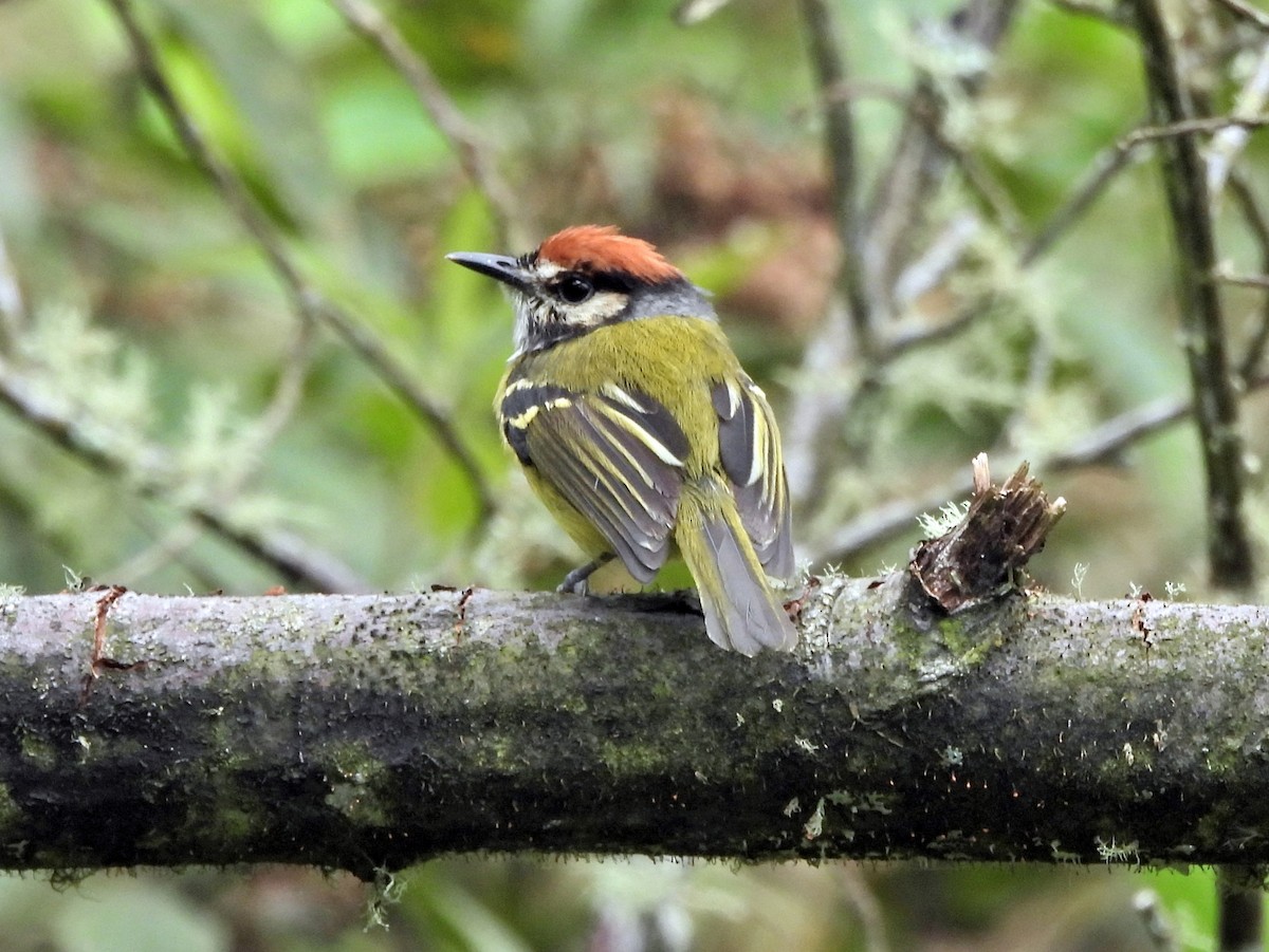 ズアカハシナガハエトリ - ML644153951