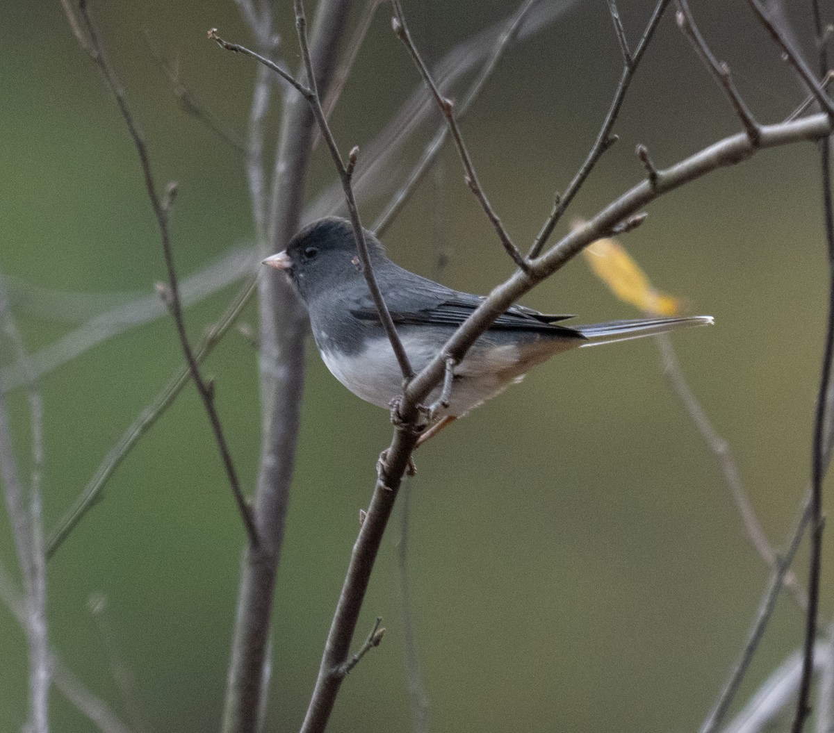 Dark-eyed Junco - ML644153952