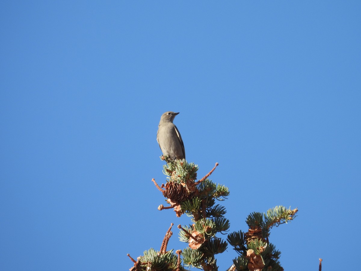 Townsend's Solitaire - ML644153954