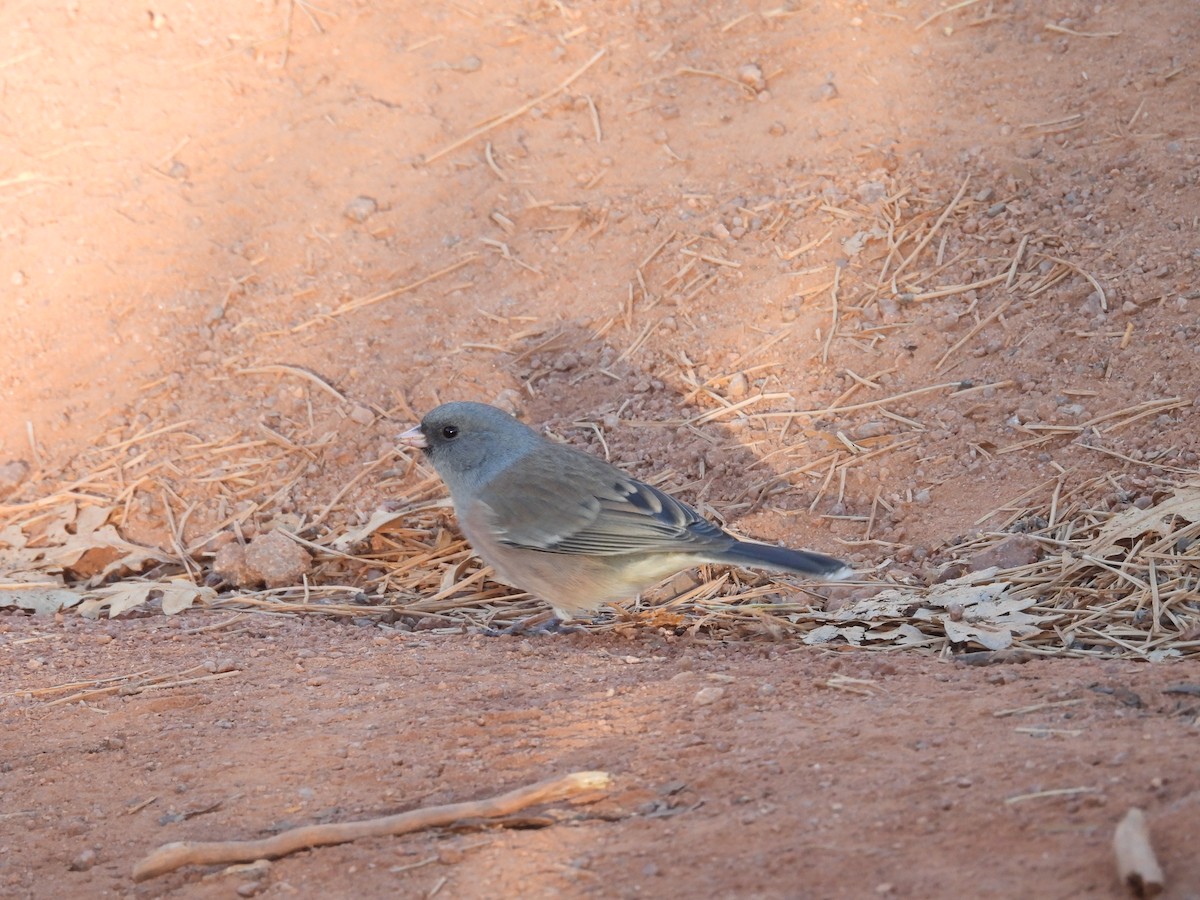 Junco ardoisé - ML644153957