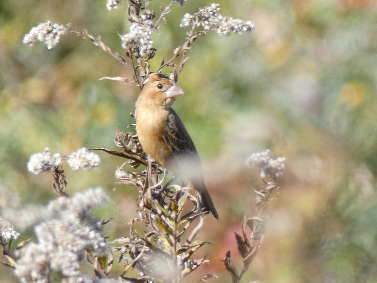 Blue Grosbeak - ML644153962