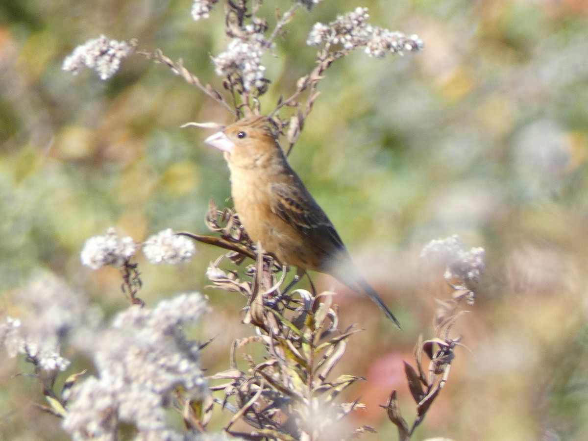 Blue Grosbeak - ML644153964