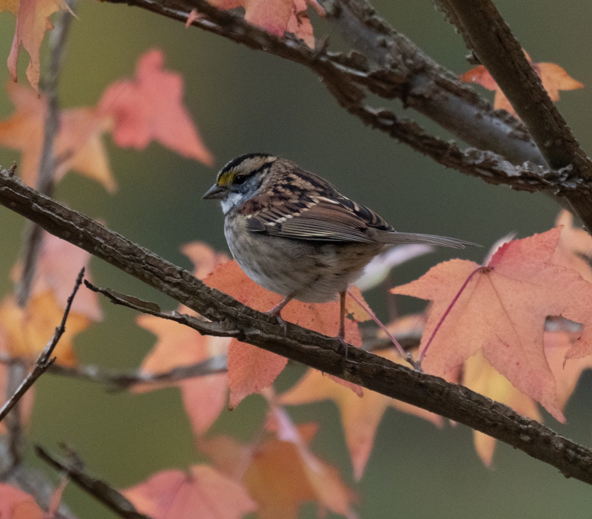 White-throated Sparrow - ML644153966