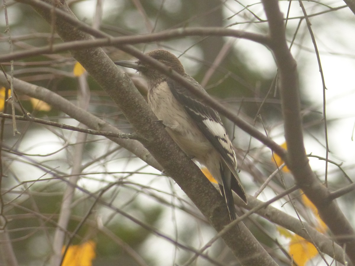 Rotkopfspecht - ML644153976