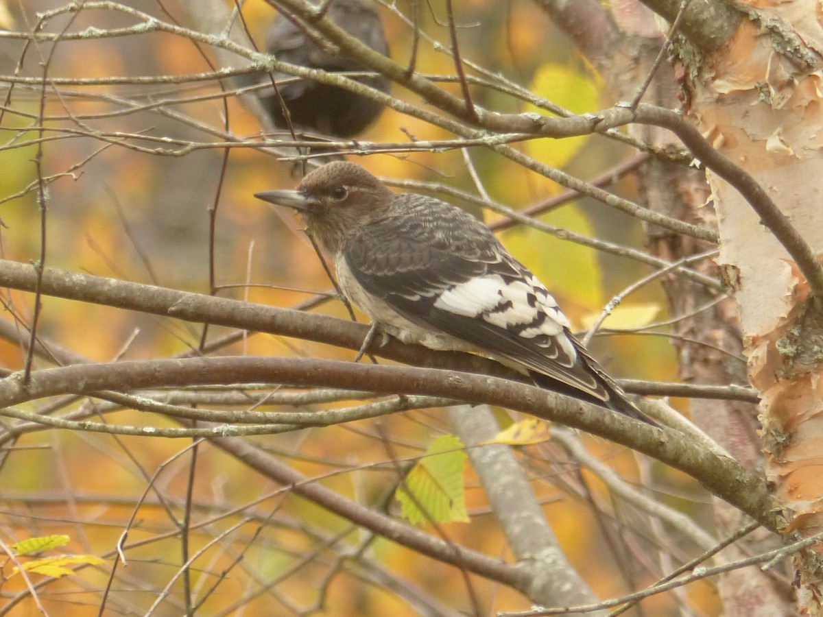 Rotkopfspecht - ML644153977