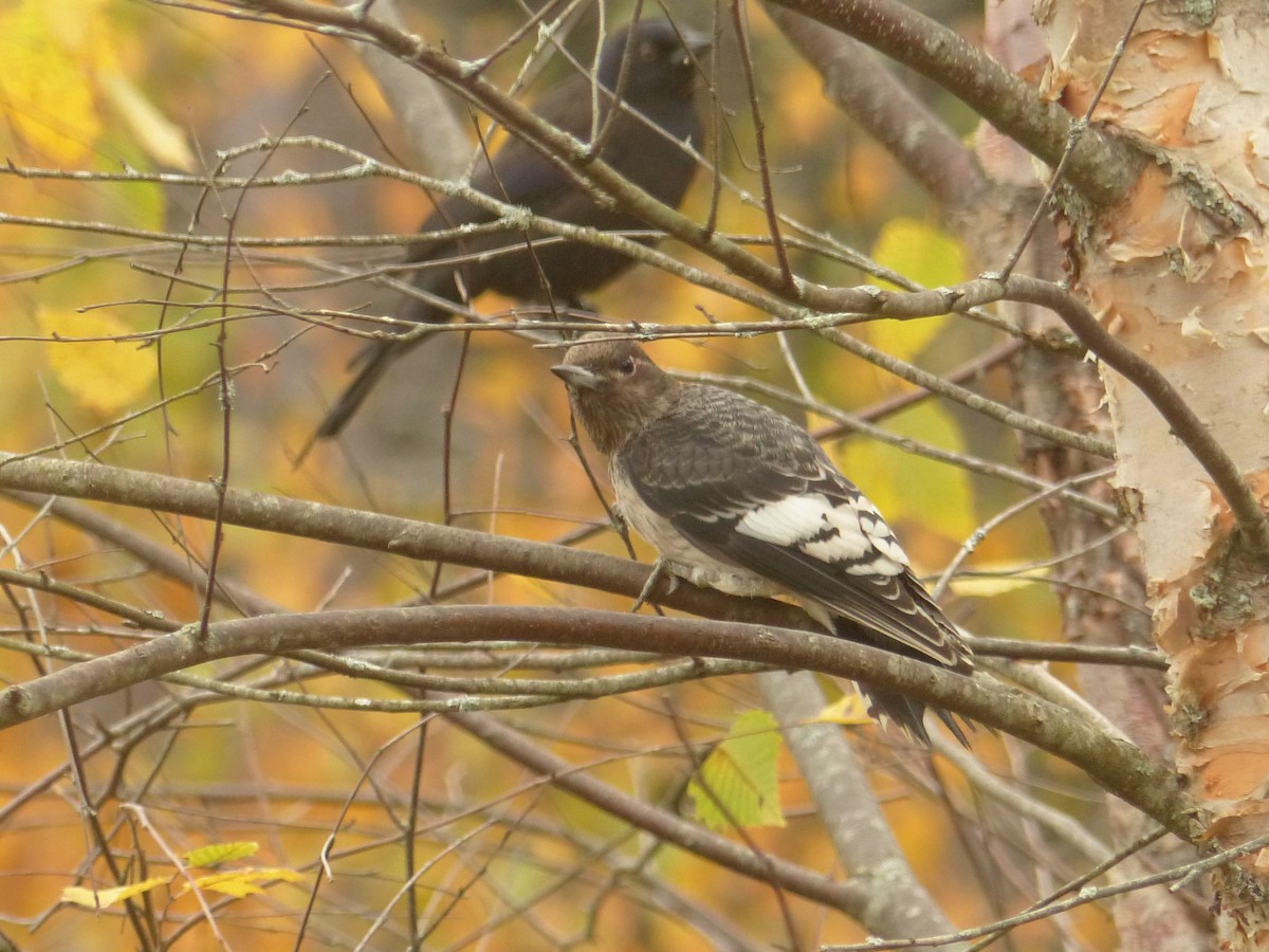 Rotkopfspecht - ML644153978