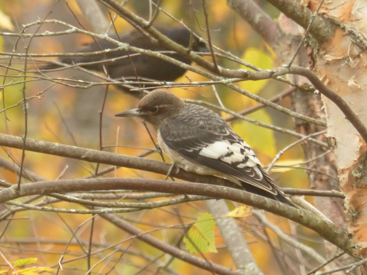 Rotkopfspecht - ML644153979