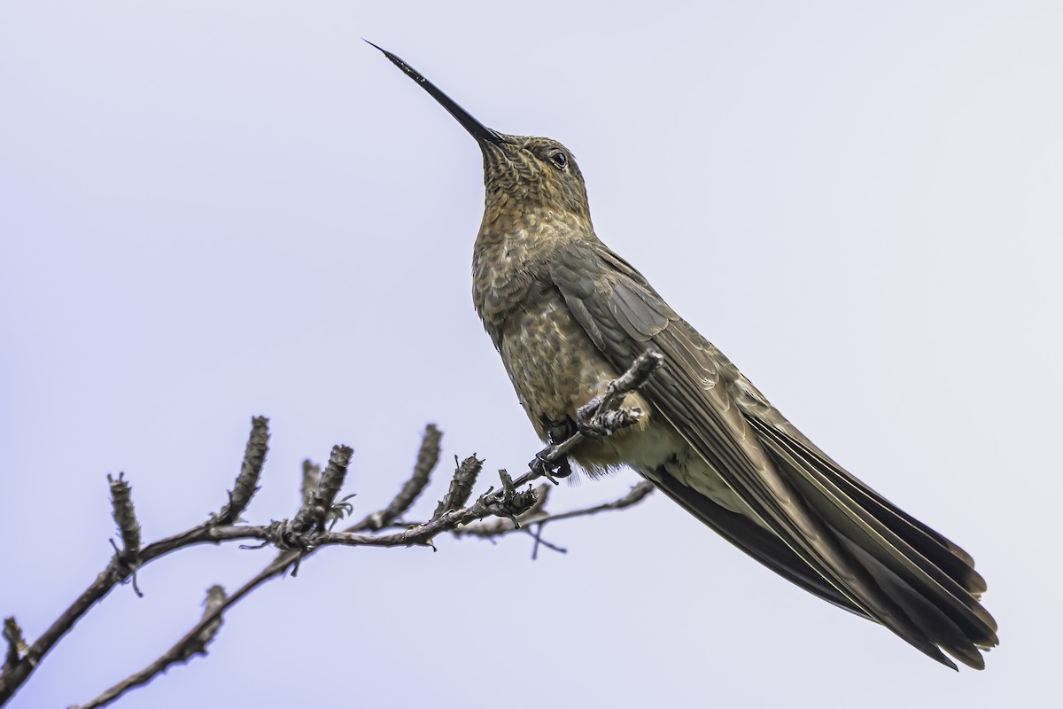 Giant Hummingbird - ML644153989