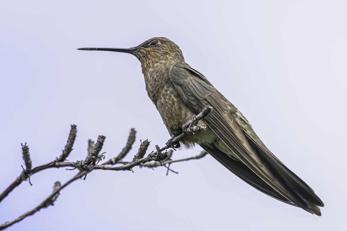 Giant Hummingbird - ML644153990