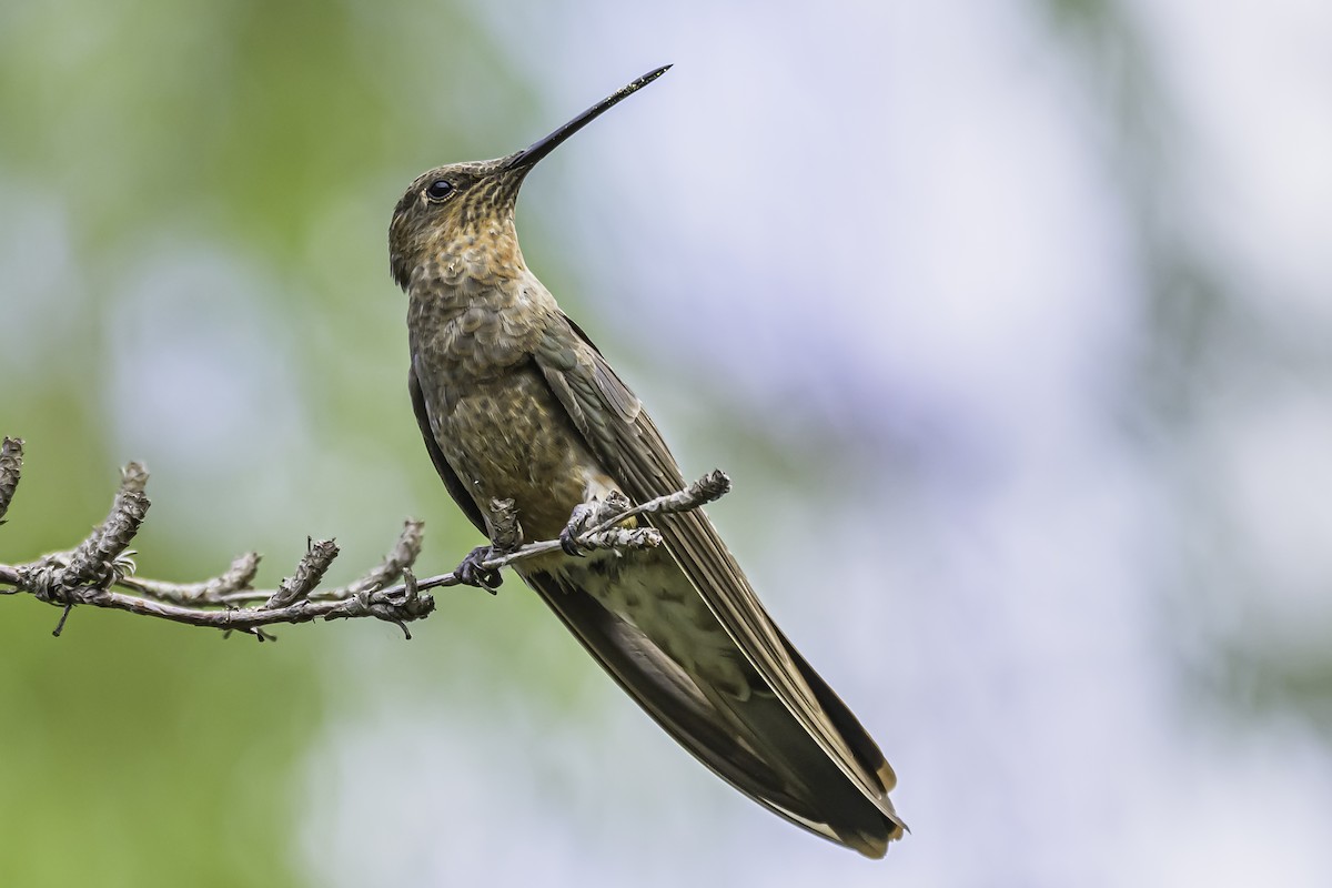 Giant Hummingbird - ML644153992