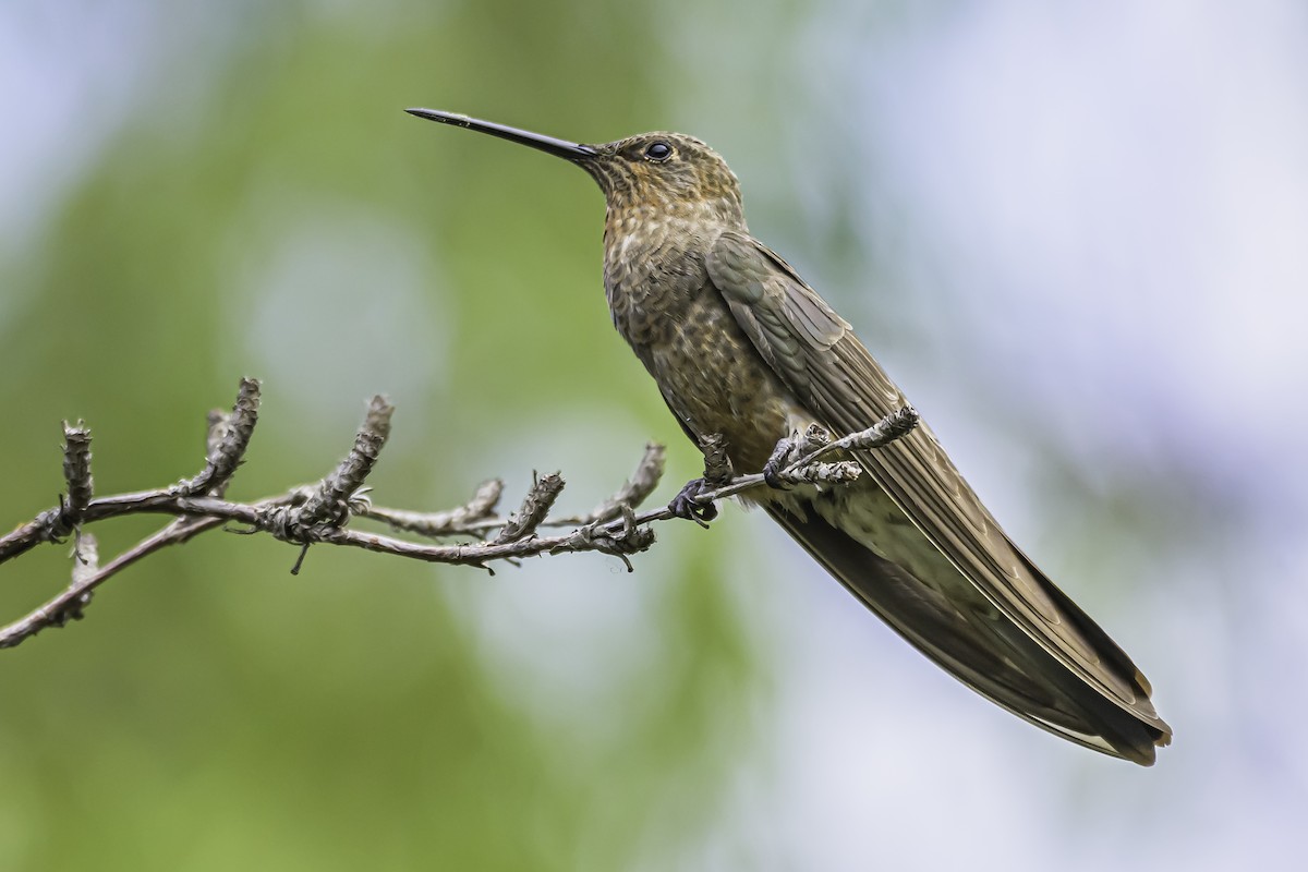 Giant Hummingbird - ML644153993