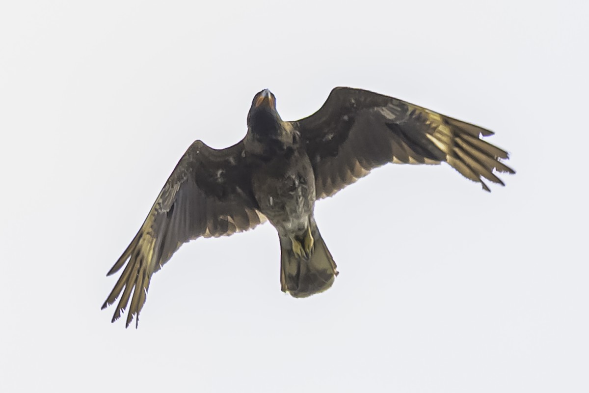 Caracara montagnard - ML644154001