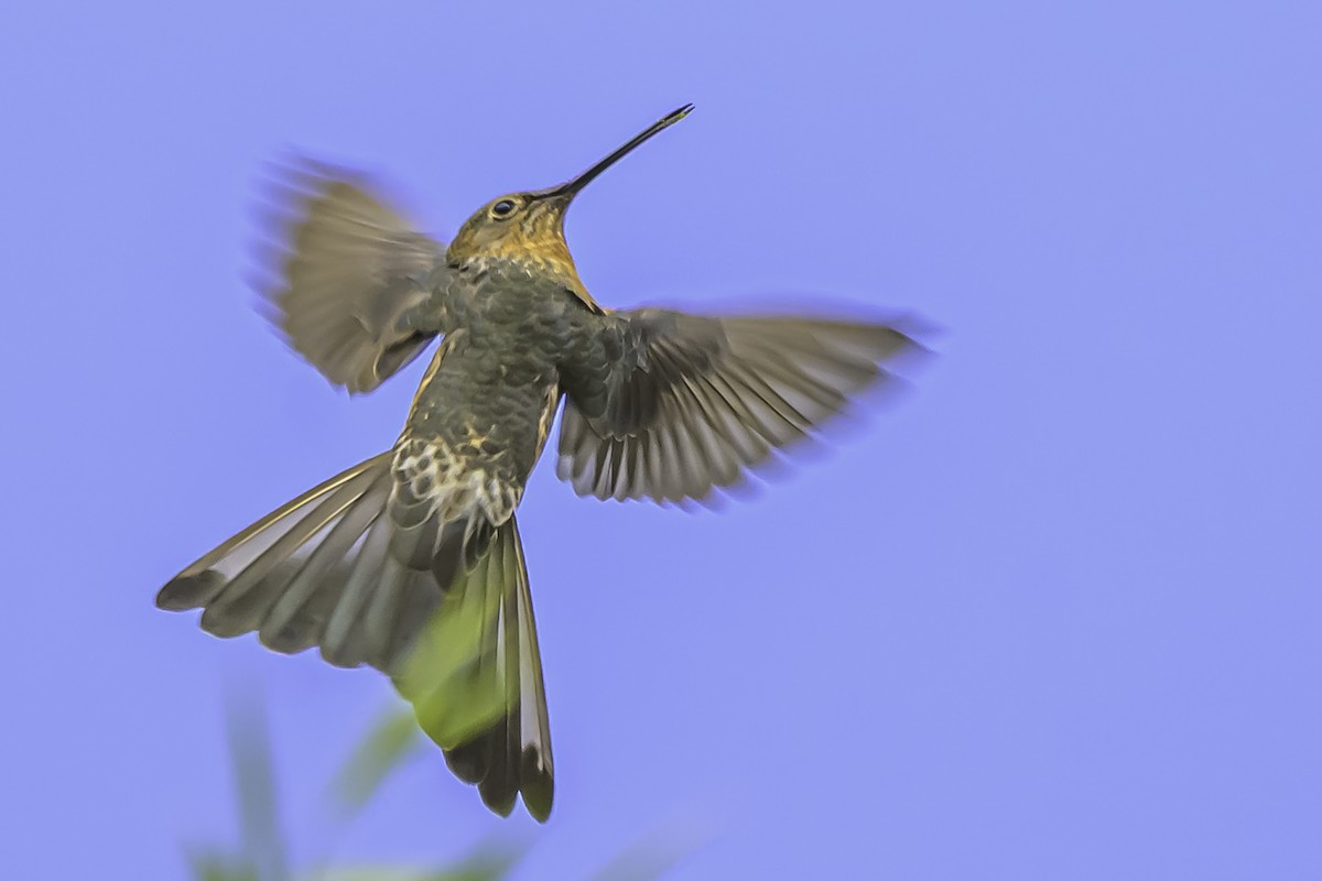 Giant Hummingbird - ML644154015