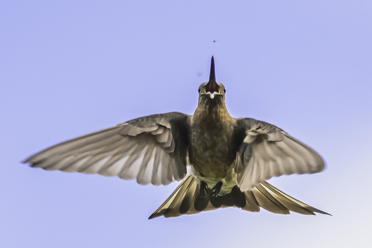 Giant Hummingbird - ML644154016