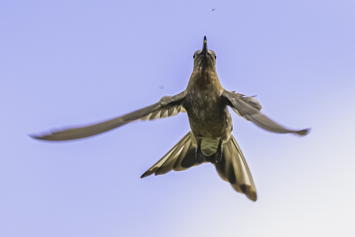 Giant Hummingbird - ML644154017