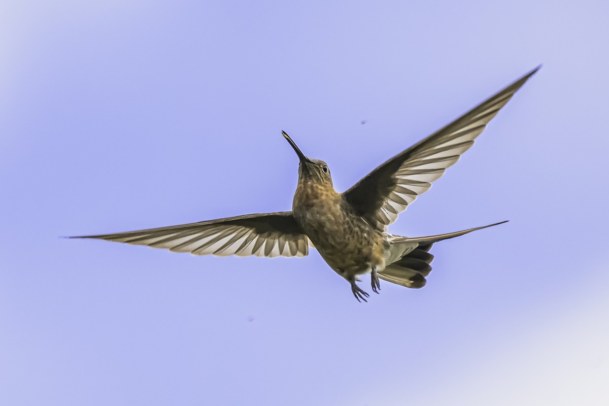 Giant Hummingbird - ML644154019