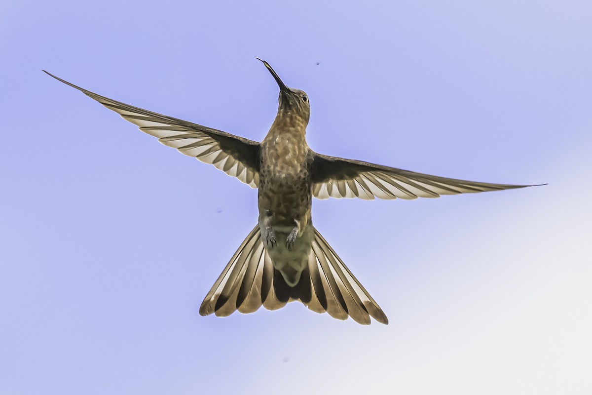 Giant Hummingbird - ML644154020