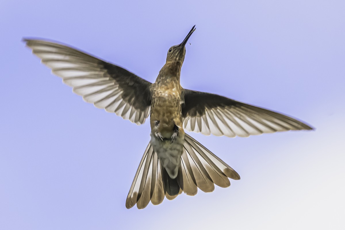 Giant Hummingbird - ML644154021