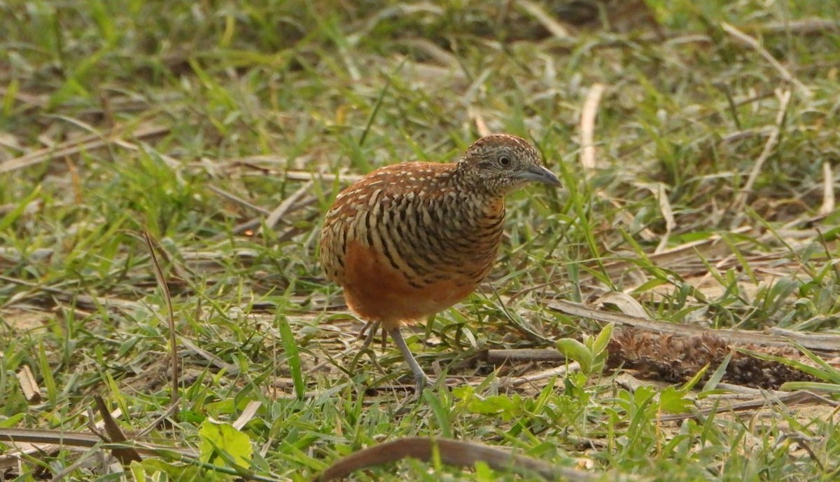 Barred Buttonquail - ML644154022