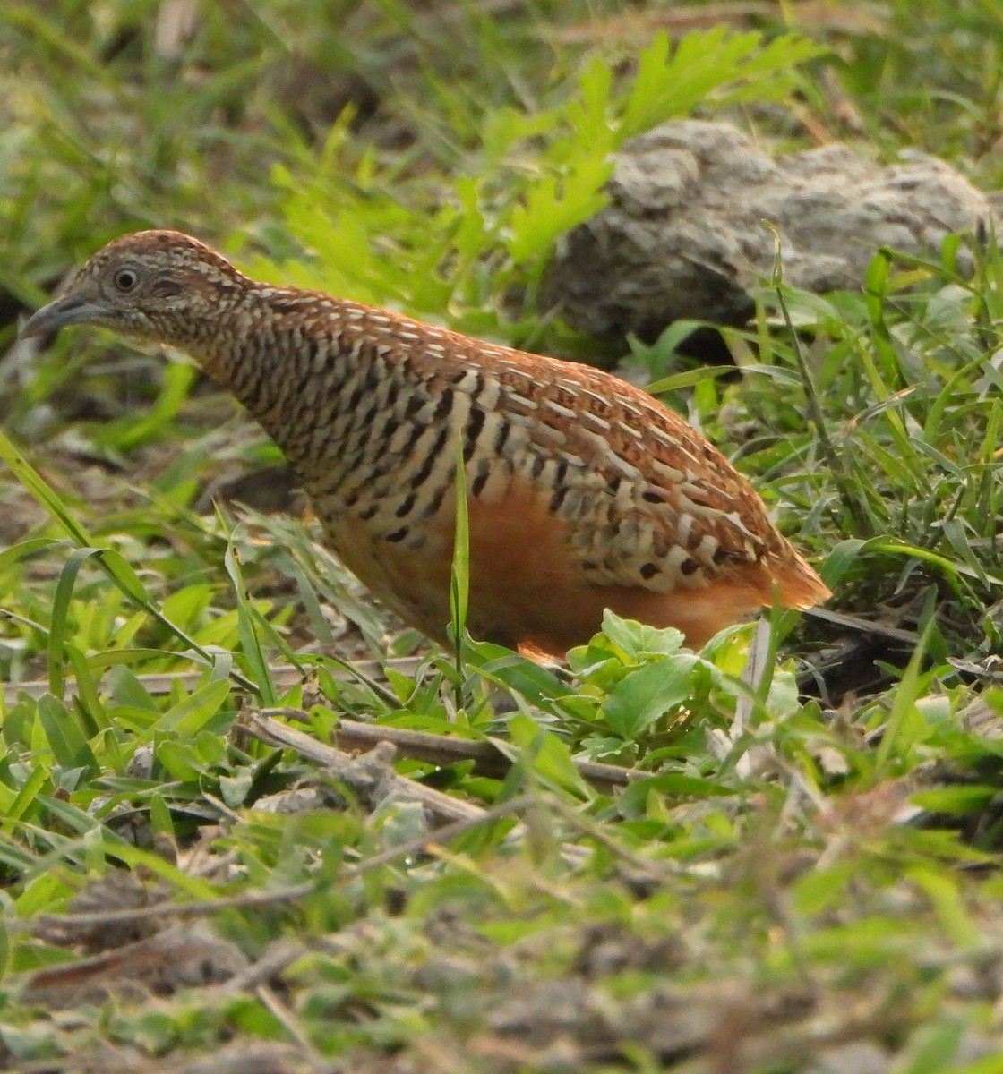 Barred Buttonquail - ML644154023