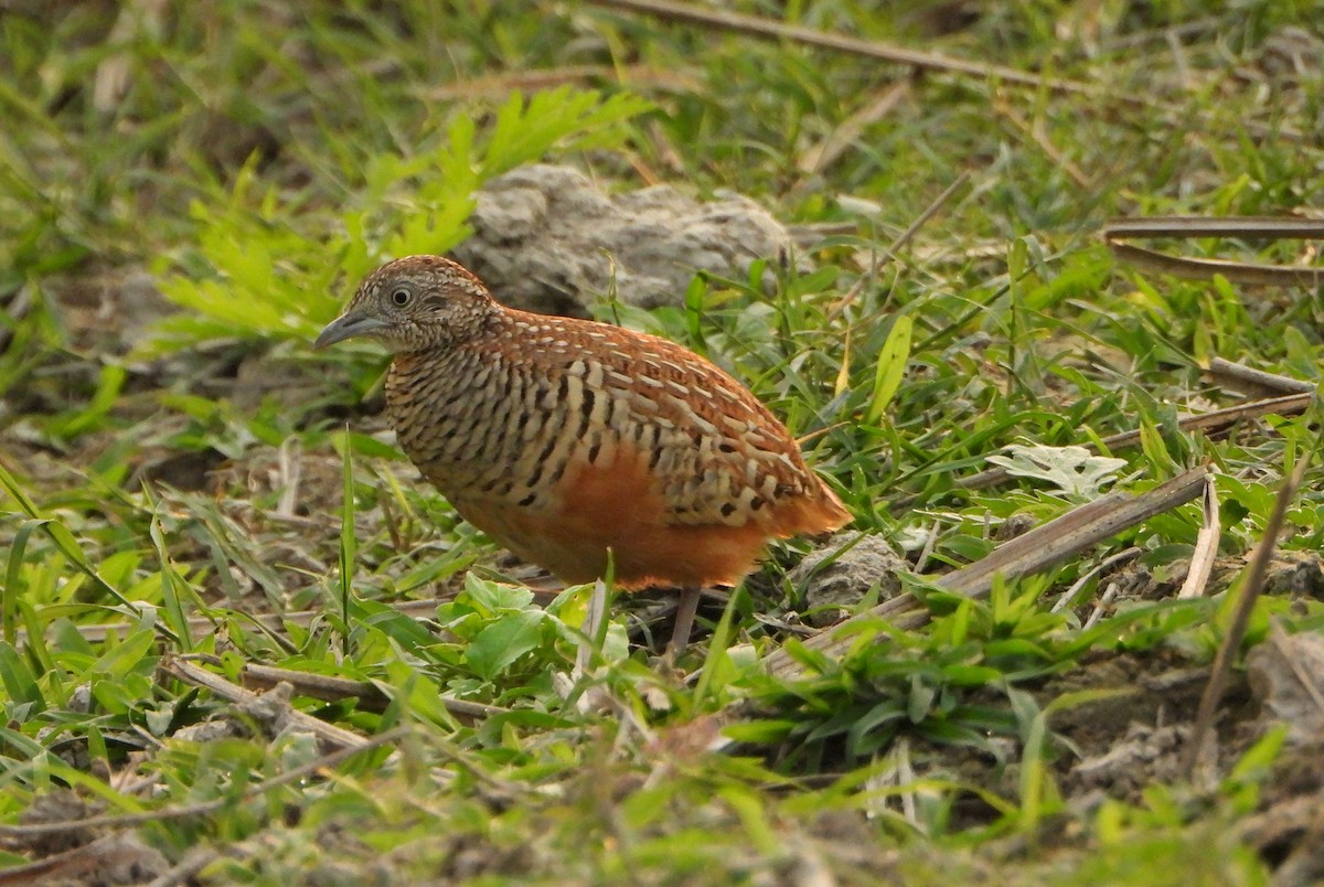Barred Buttonquail - ML644154024