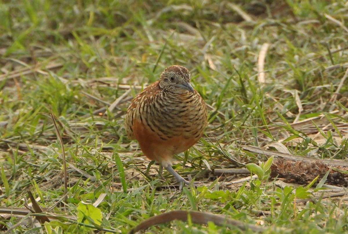Barred Buttonquail - ML644154025