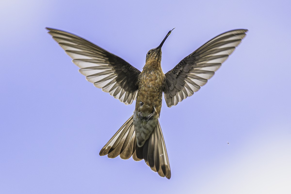 Giant Hummingbird - ML644154031