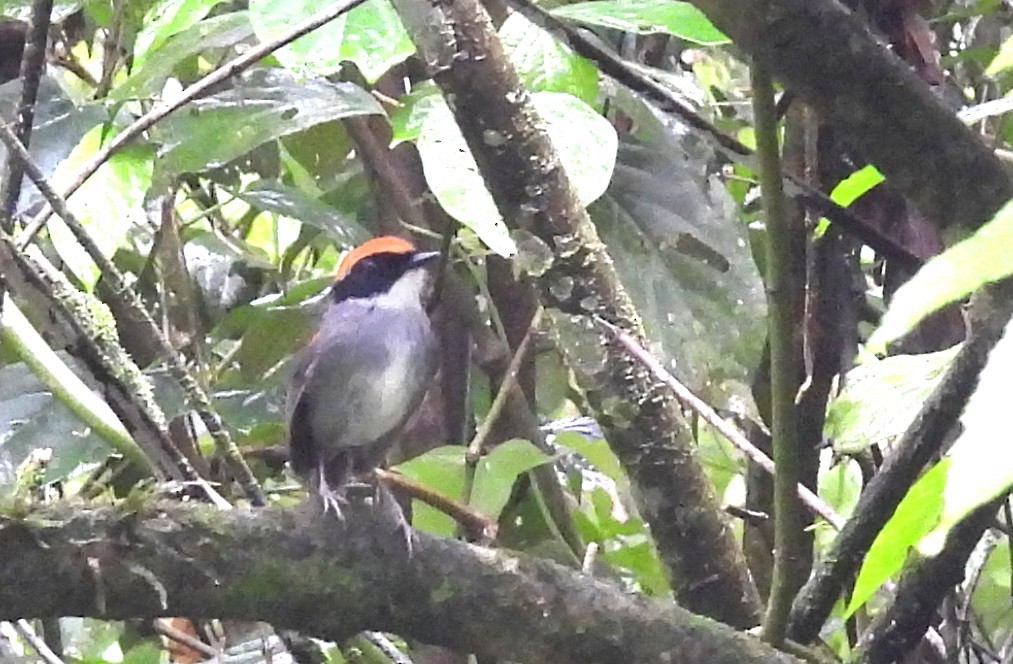 Black-cheeked Gnateater - ML644154058