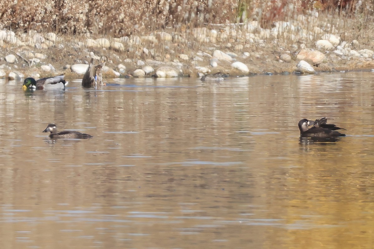 Surf Scoter - ML644154063