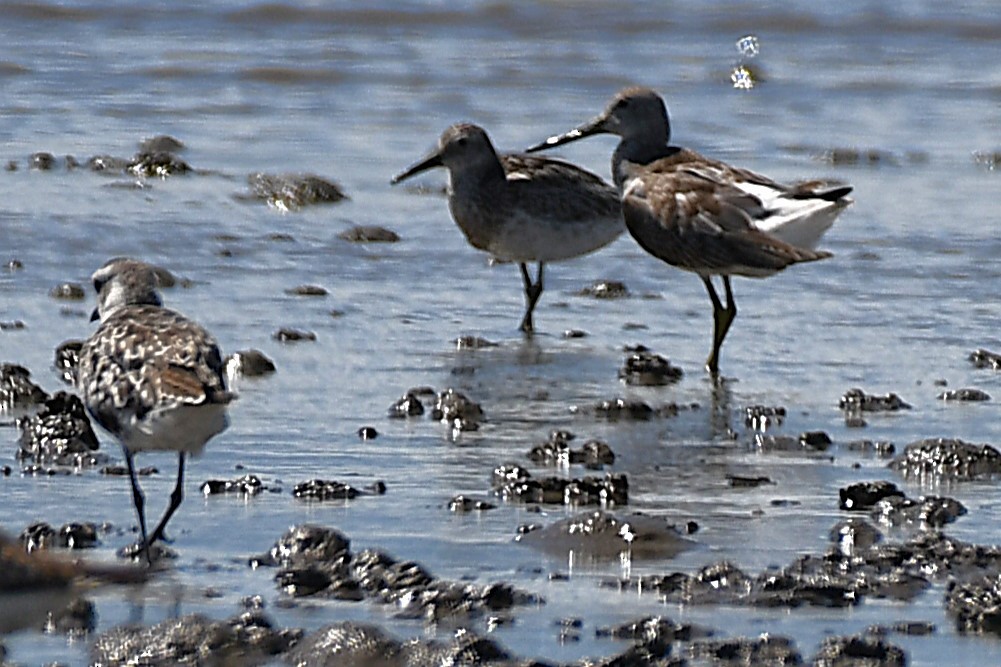 Nordmann's Greenshank - ML644154079