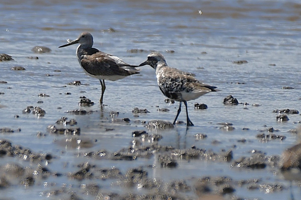 Nordmann's Greenshank - ML644154081