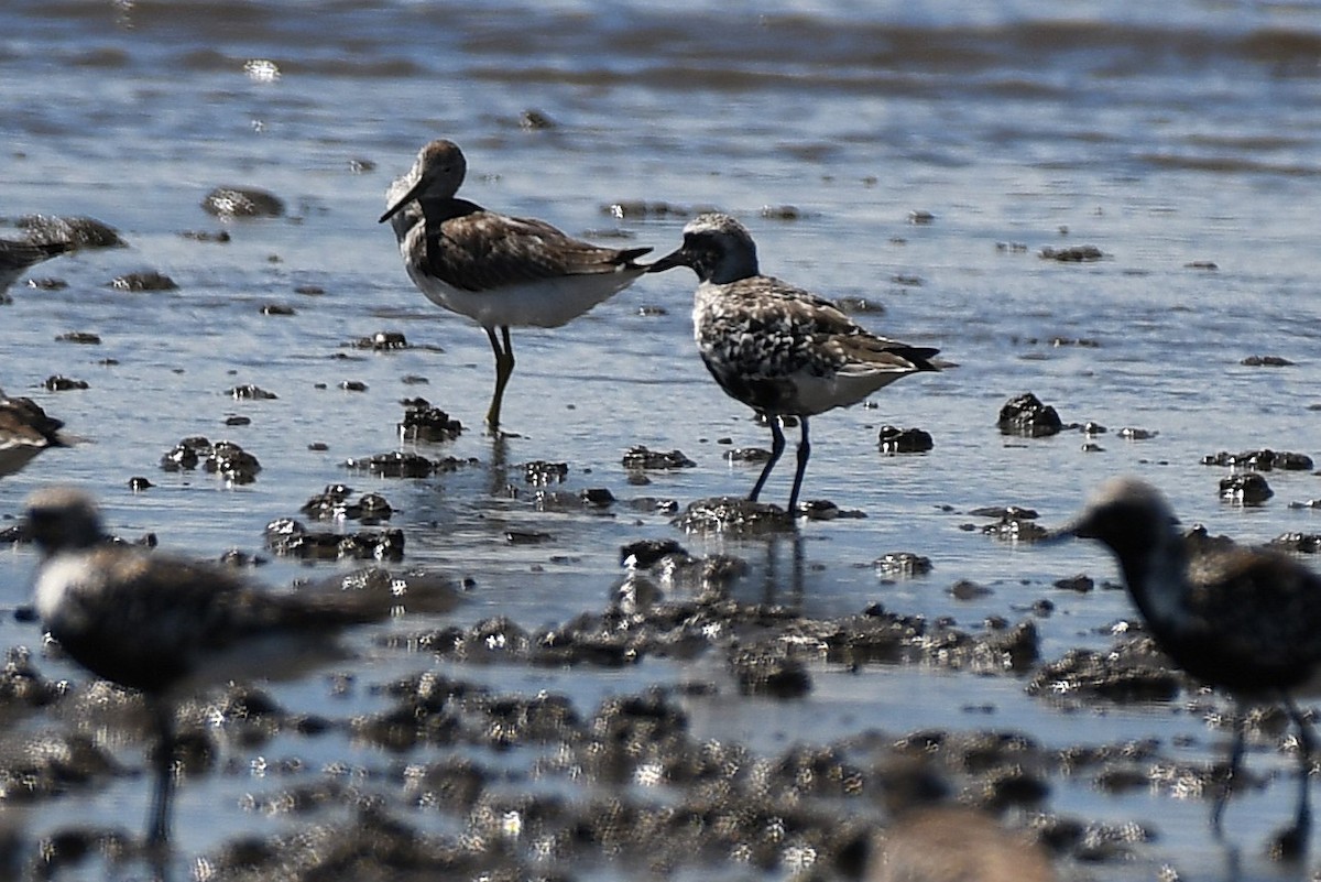 Nordmann's Greenshank - ML644154082