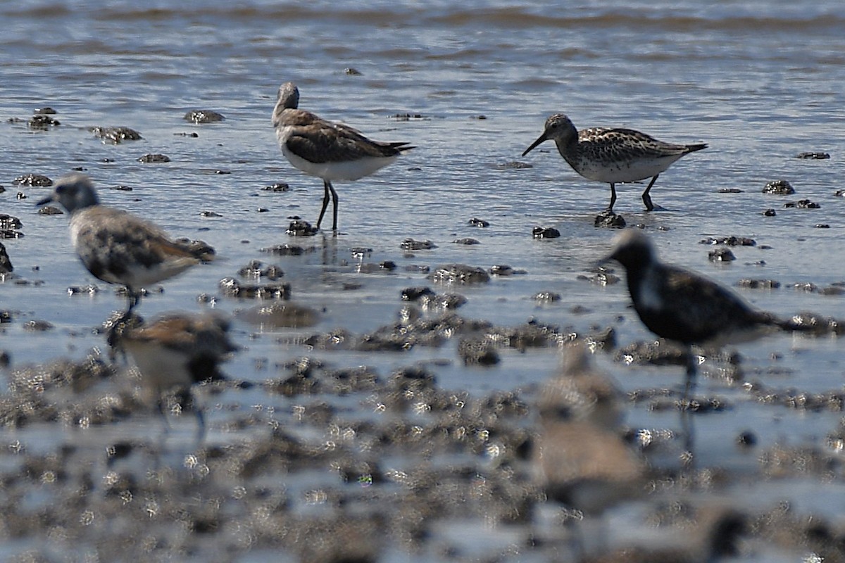 Nordmann's Greenshank - ML644154083