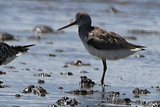 Nordmann's Greenshank - ML644154084