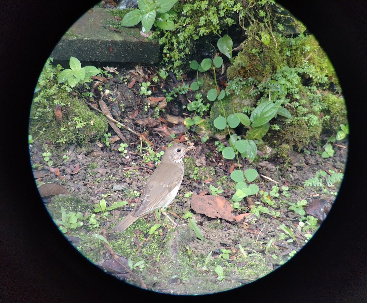 Gray-cheeked Thrush - ML644154087