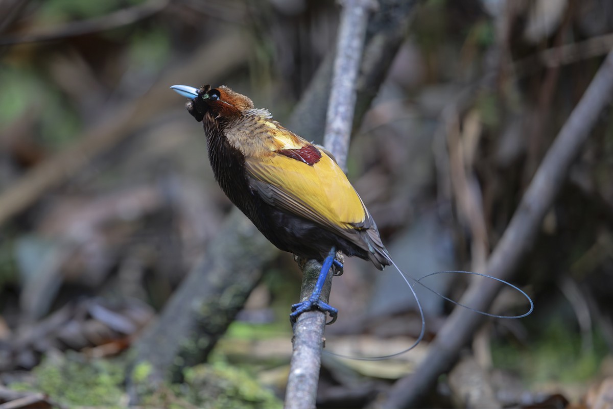 Paradisier magnifique - ML644154088