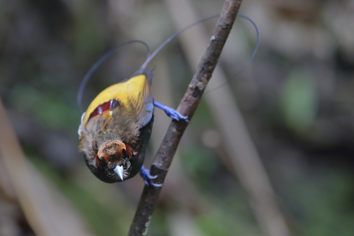 Paradisier magnifique - ML644154089