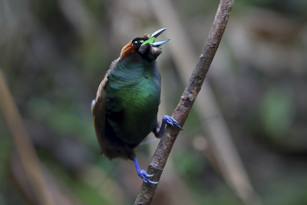 Paradisier magnifique - ML644154090