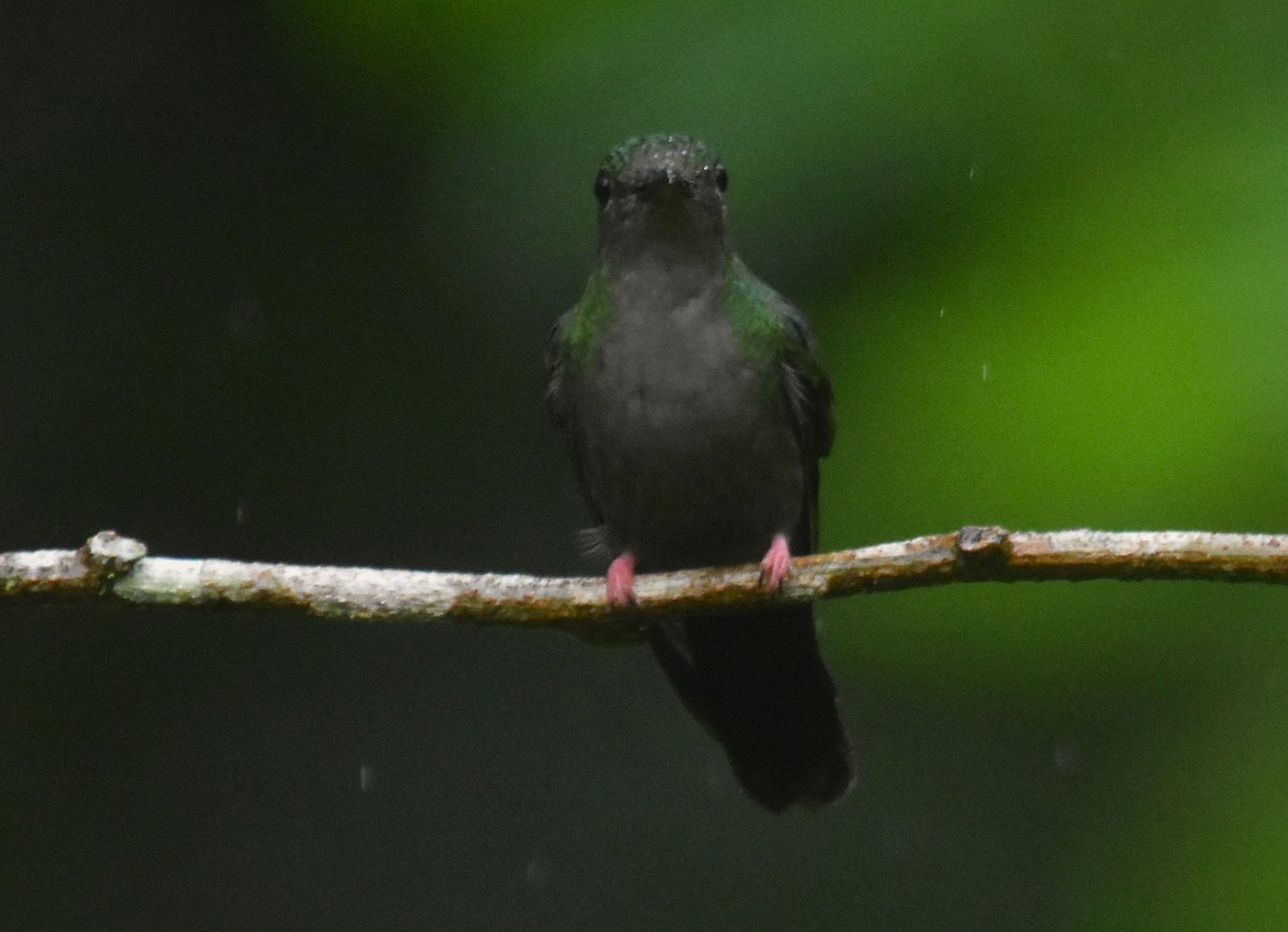 Bronze-tailed Plumeleteer - ML644154102