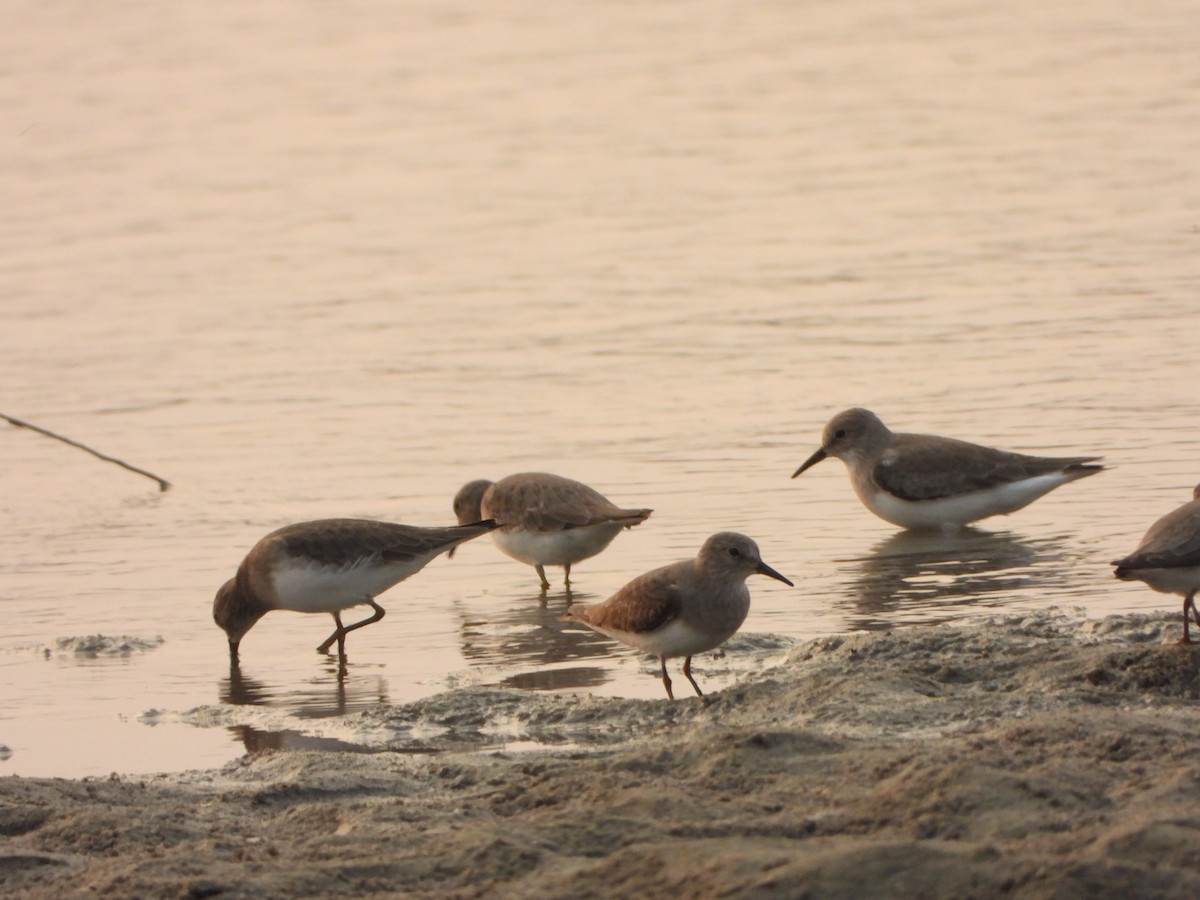 Bécasseau de Temminck - ML644154113