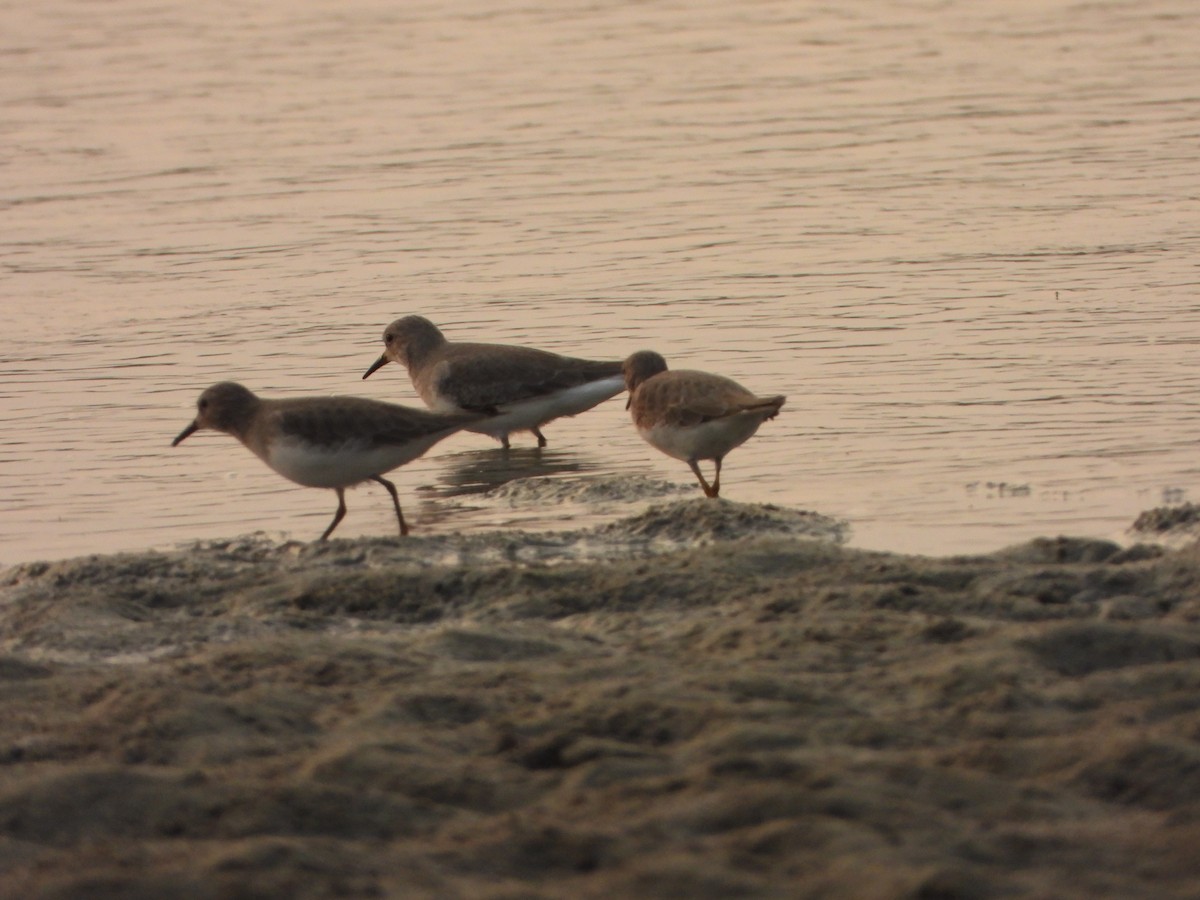 Bécasseau de Temminck - ML644154114