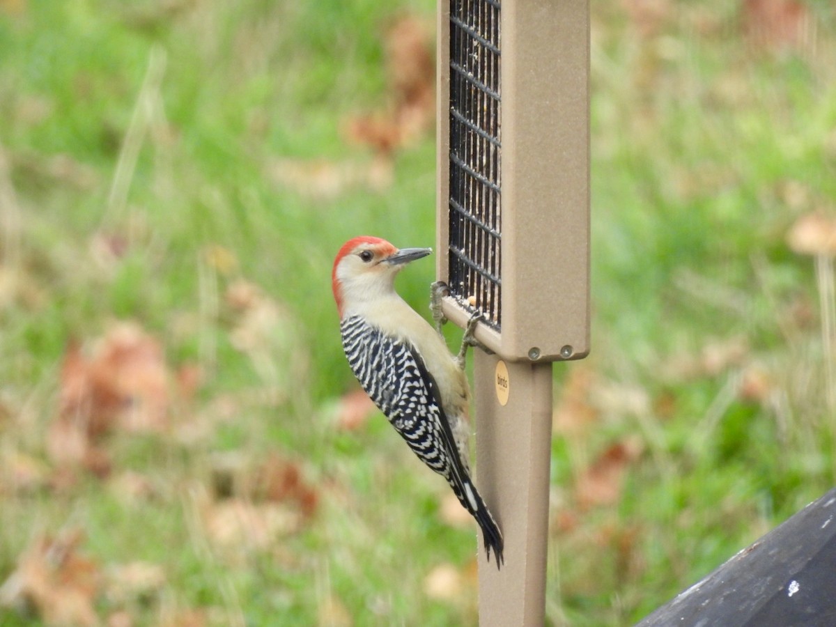 Red-bellied Woodpecker - ML644154130