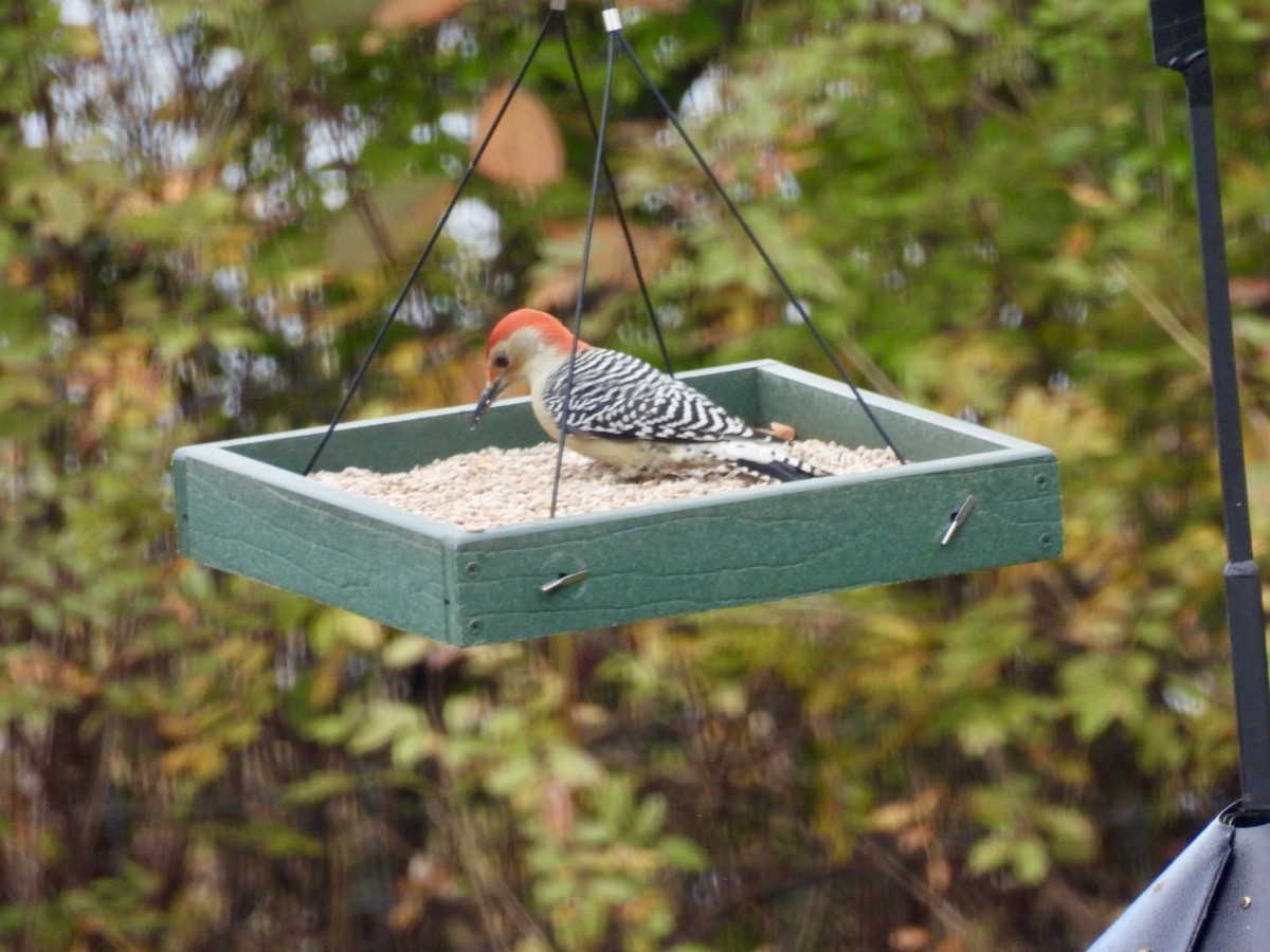 Red-bellied Woodpecker - ML644154131