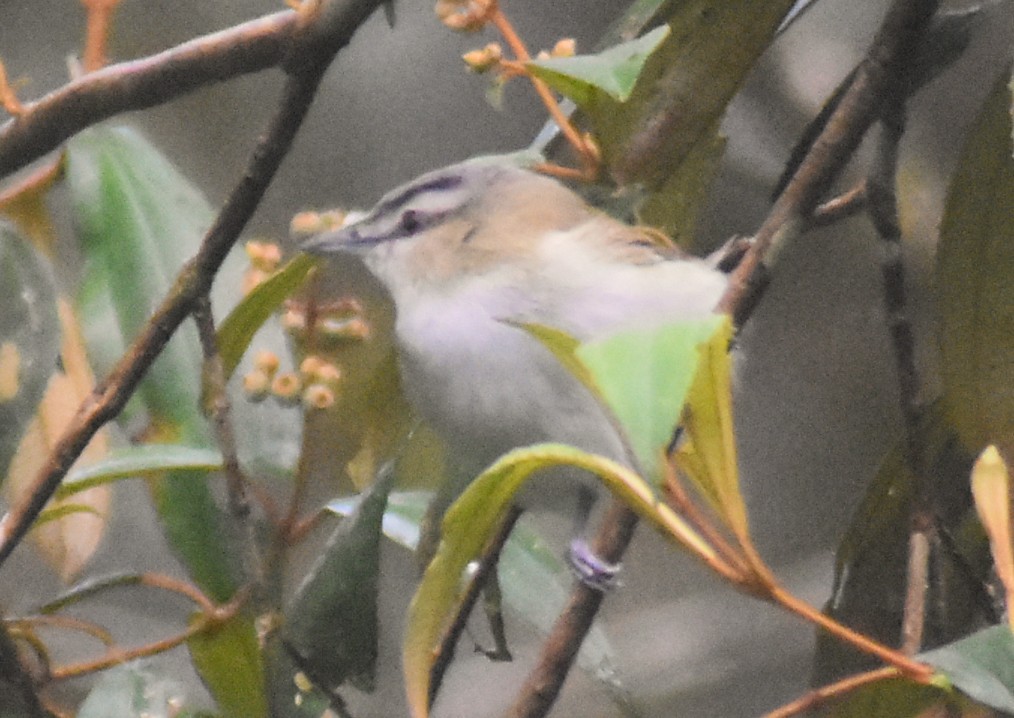 Red-eyed Vireo - ML644154148